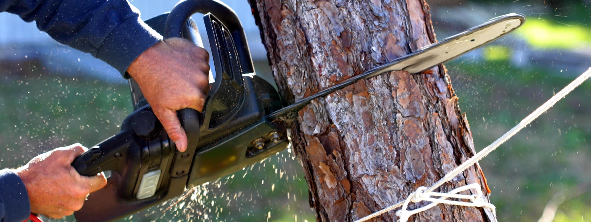 Licensed Tree Removal Contractor - Big Timber Tree Service, LLC